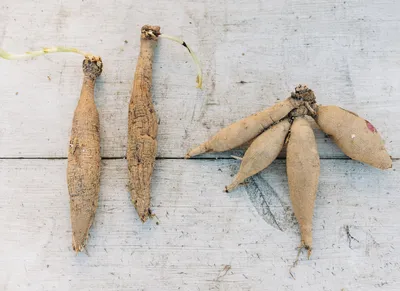 How to Make Gnocchi like an Italian Grandmother - 101 Cookbooks