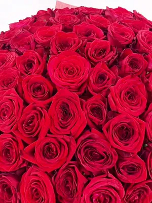 Букет из 101 красных роз Premium 40 см - купить в Москве по цене 12990 р -  Magic Flower