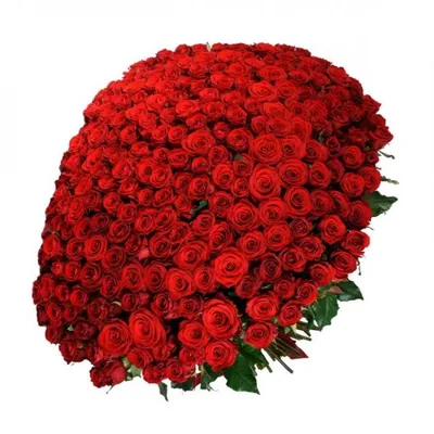 101 роза в Новосибирске | Купить с бесплатной доставкой
