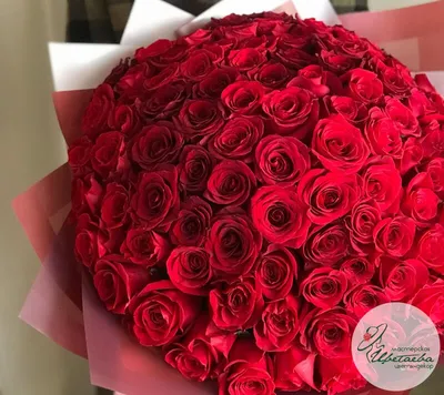 Букет Алая Вуаль, 101 роза, Кения купить за 17 350 руб. с круглосуточной  доставкой | Мосцветторгком