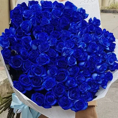 Купить 101 роза Aqua 60 см ( Россия ) в Краснодаре.