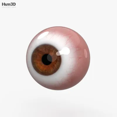 Глаз человека 3D model - Скачать Анатомия на 3DModels.org