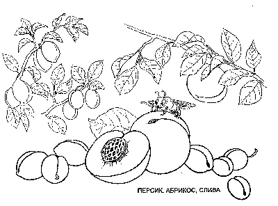 Абрикос раскраска для детей - 70 фото