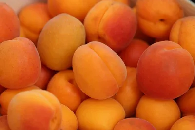 Пора есть зелёный абрикос. Рассказываем, чем он полезен | Новости  Таджикистана ASIA-Plus