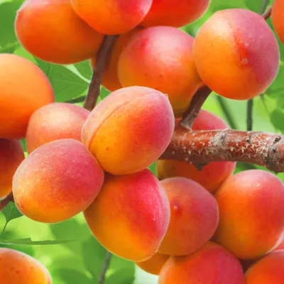 изолированный абрикос. половина плодов абрикоса на белом фоне. свежий  абрикос Стоковое Изображение - изображение насчитывающей листья, сторона:  217057757