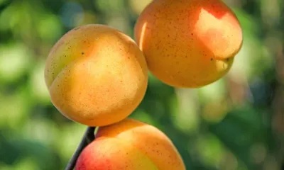Узбекский ранний абрикос в пять раз дороже мяса. Какие цены на абрикос в  других странах? • EastFruit
