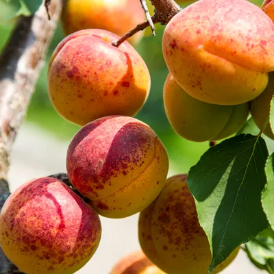 Про абрикосы | Пикабу