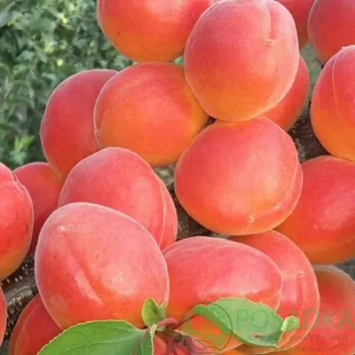 Лучшие сорта абрикосов для дачи: описание и фото | Интернет-магазин садовых  растений