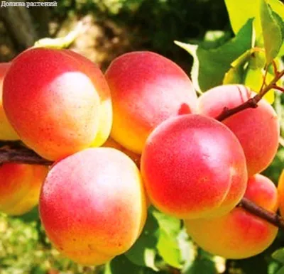 Пюре Бабушкино лукошко абрикос для детей с 4 месяцев 100 г купить по цене  72.9 ₽ в интернет-магазине Детский мир
