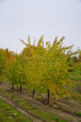 Купить саженцы Абрикос Колоновидный Снегирек в Минске. Каталог плодовых  деревьев и кустариников 2024.