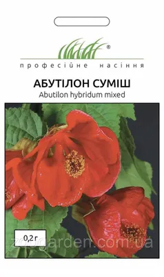 Картинка Абутилона: какие факторы могут повлиять на его рост