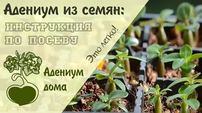 Adenium Obesum \"Picotee\" Desert Rose | Planting flowers, Adenium, Garden  plants