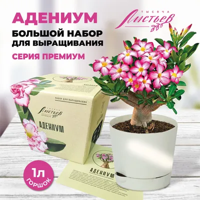 Адениум обеса купить в Минске с доставкой | Cactus.by