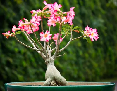 Адениум купить в Минске в цветочном интернет-магазине Villa Ma с доставкой  по Беларуси, Адениум -очень красивое многолетнее растение с толстым  стволиком и экзотическими цветами
