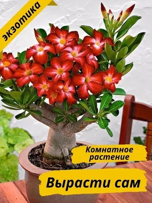 Adenium Obesum Quatro Flower NEW-295: купить 2 семени c доставкой почтой 🌸 Адениум  дома