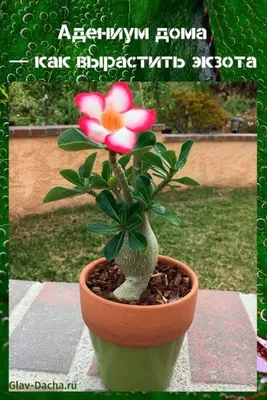 адениум дома | Rosa do deserto, Plantas jardim, Cultivo
