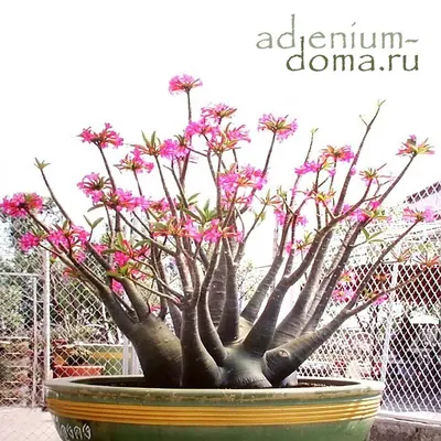 RuEl' Подарочный набор для выращивания растений адениум
