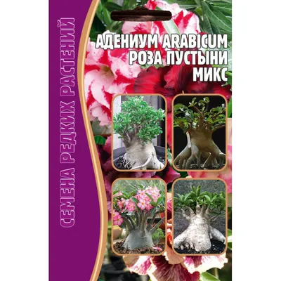 Купить адениум обесум (тучный) triple flower new-115 - цена 135 руб. -  Доставка по Самаре