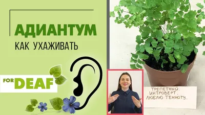 Картина Адиантума: украшение для вашего дома