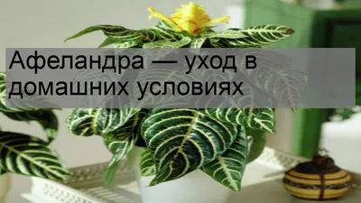 Фото Афеландры: растение, которое привлечет внимание всех гостей