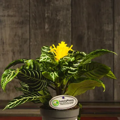 Афеландра на фотографии: простота и элегантность в одном растении