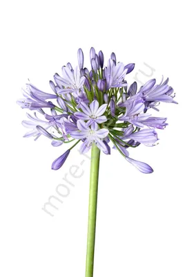 Изображение Агапантуса: наслаждайтесь красотой этого цветка и его нежным ароматом