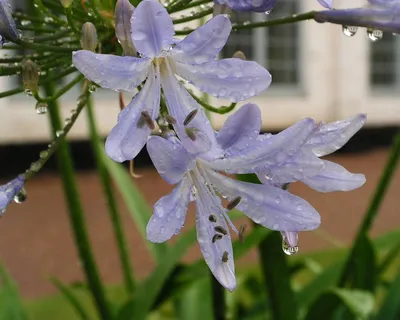 Фотография Агапантуса: наслаждайтесь красотой этого цветка и его глубоким синим цветом