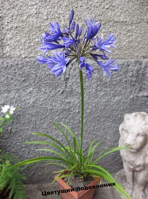 Фотография Агапантуса: наслаждайтесь красотой этого цветка и его уникальными лепестками