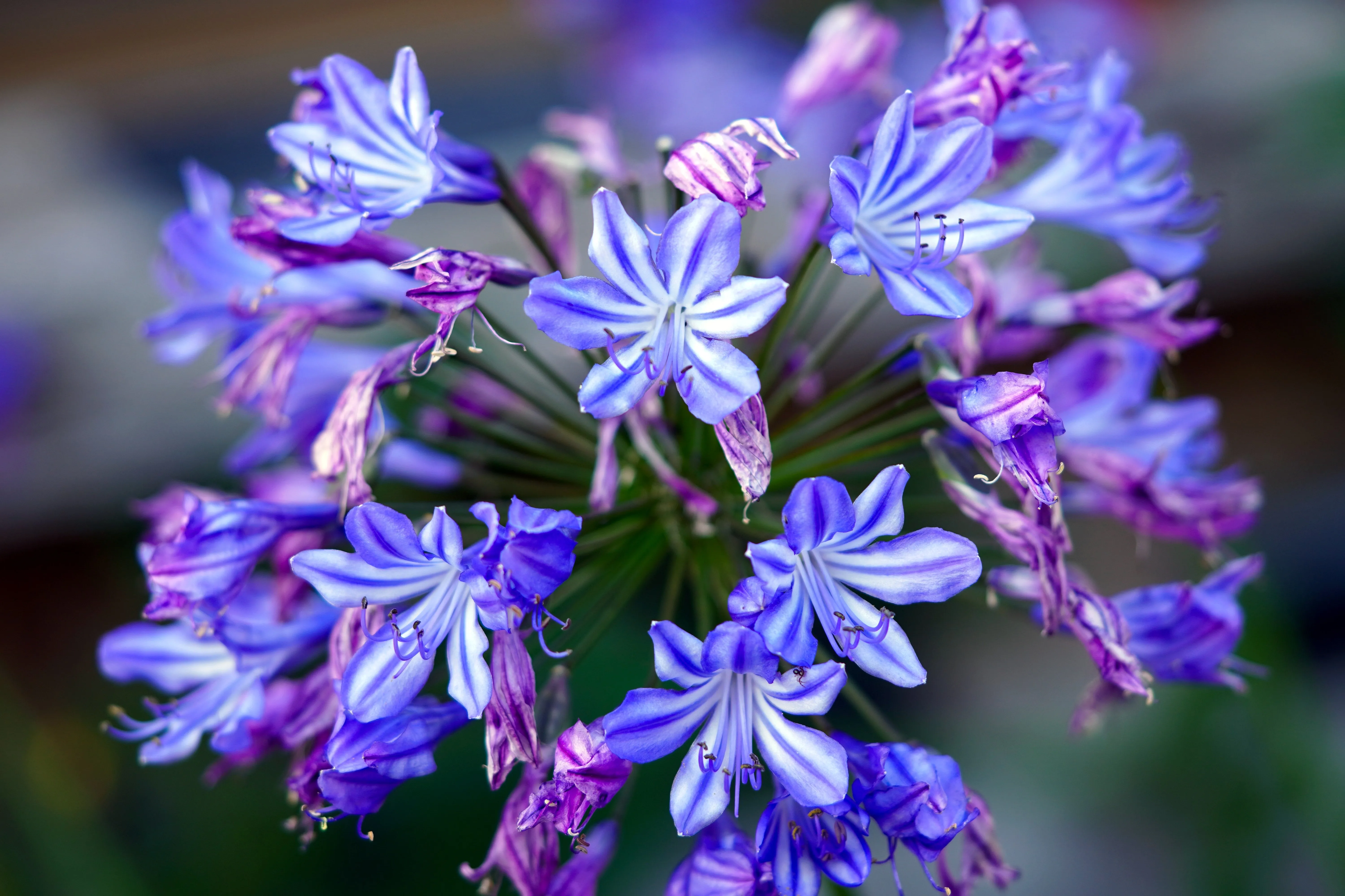 Агапантус синий. Агапантус цветок. Агапантус Poppin' Purple. Агапантус Star quality. Нилов цветы