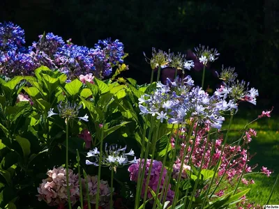 Фотографии комнатных растений: Агапантус как идеальный выбор для вашего дома