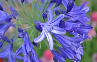 Фотография комнатного растения Агапантус: нежность и элегантность в одном цветке