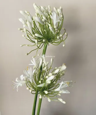Фотография комнатного Агапантуса: цветок, который радует глаза в любое время года