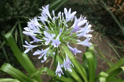 Фотография Агапантуса: красивое растение для вашего дома