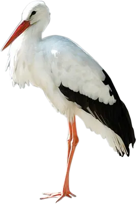 Аист перелетная птица - 71 фото