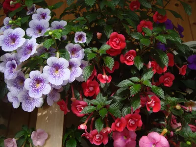 Картинка красивого Ахименеса - отличный подарок для любителей комнатных растений
