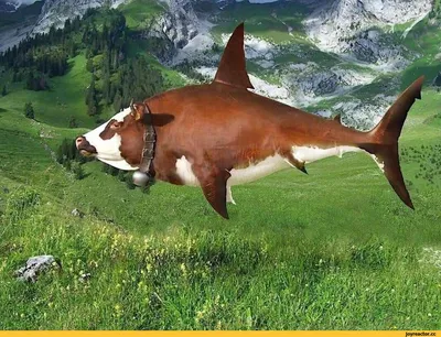 Большая Белая Акула — стоковые фотографии и другие картинки Акула - Акула,  Белый, Большая белая акула - iStock