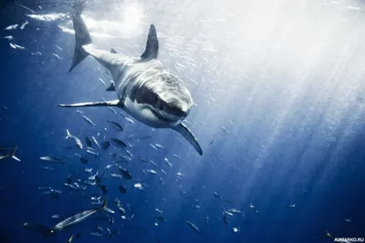 шесть акул показаны на изображении, картинка разных акул фон картинки и  Фото для бесплатной загрузки