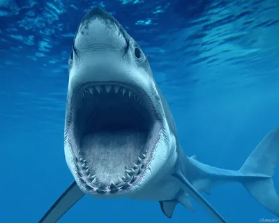 Зубы акулы Стоковые фотографии, картинки, все без лицензионных отчислений -  Envato Elements