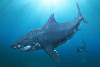Почему ни одна акула в здравом уме не станет заплывать в Черное море | 51  Меридиан | Дзен