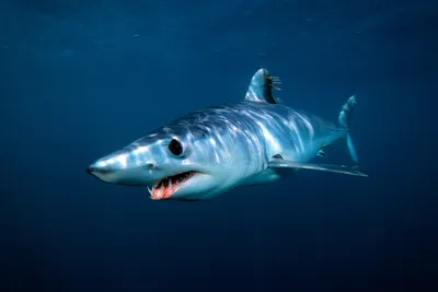 тигровая акула плавает в океане, картинка тигровой акулы, рыбы, океан фон  картинки и Фото для бесплатной загрузки
