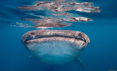 11 картинки аквариум: Рыбки, акула- …» — создано в Шедевруме