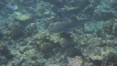 Пушистый желтый акуленок baby shark …» — создано в Шедевруме