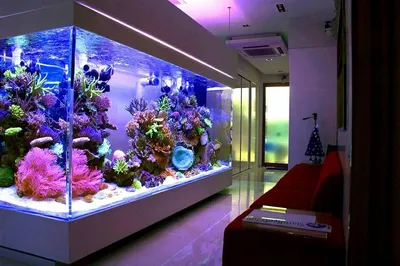 в7 обязательно большой аквариум | Amazing aquariums, Fish tank wall,  Saltwater fish tanks