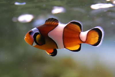 Очарование аквариумной рыбы клоуна: фото
