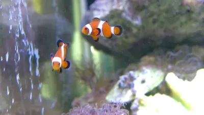 Клоун во всей красе: фотография аквариумной рыбки