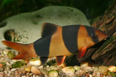 Клоун-рыбка в аквариуме: фото в высоком разрешении