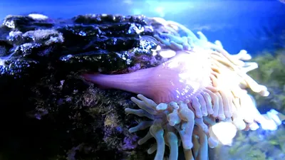 Фото аквариумной рыбы клоуна: уникальные ракурсы