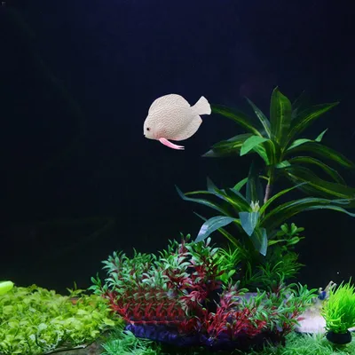 Клоун-рыбка на фото: невероятная красота
