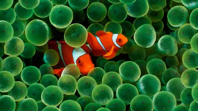 Клоун среди рыб: фотография аквариумной рыбы клоуна