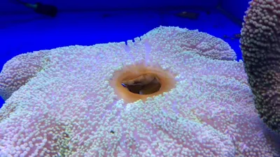 Фотография аквариумной рыбки клоуна: качественные кадры